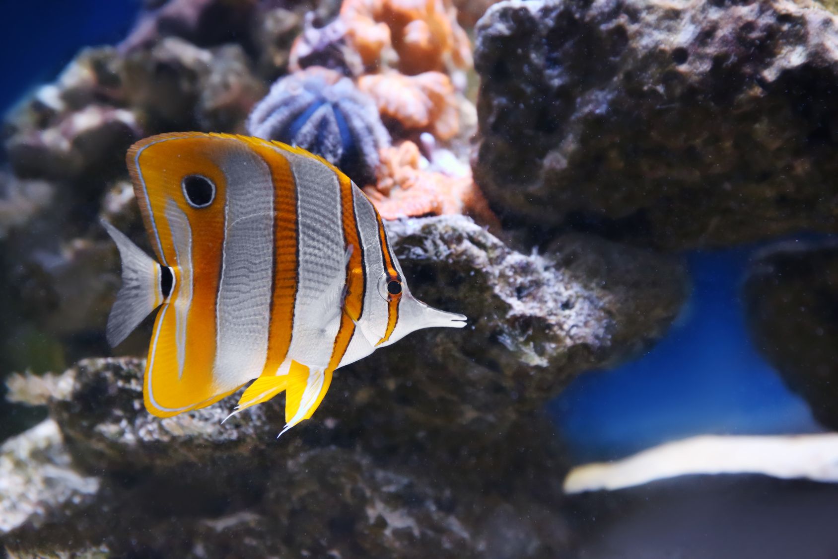 Oceanarium w Międzyzdrojach